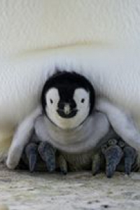 pingvinkirálynő