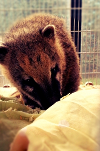 Barneycoati