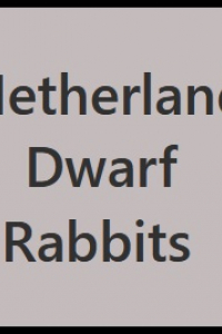 netherlanddwarf