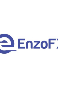 enzofxvietnam