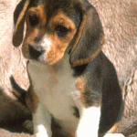 beagle[1].jpg