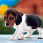 beagle-puppy[1].jpg