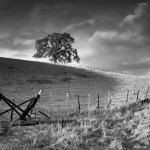 oak-tree-fence-image.jpg
