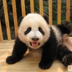 panda.jpg