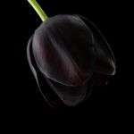 fekete_tulipan.jpg