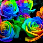 Rainbow rózsa