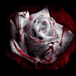 bleeding-rose2.jpg
