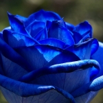blue-roses02.jpg