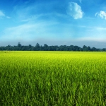 greenphoto02.jpg