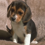 beagle1[1].jpg