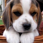 beagle.jpg