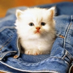 Cukii cica :)