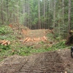 A súlyos fakitermelés az esőerdőkben...