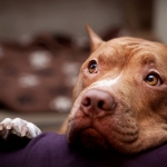 dog-wide-wallpaper-1920x1080-002.jpg