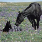 I love horse ♥