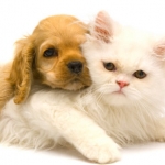 ~ Cat and Dog ~
