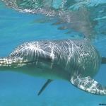 dolphin02_1024x768.jpg