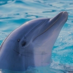 dolphin01_1024x768.jpg