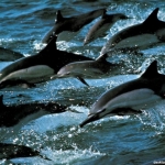 dolphin04_1024x768.jpg