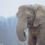 elephant05_1024x768.jpg