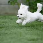 very-cute-puppy.jpg