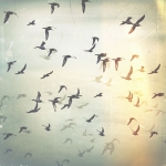 birds..jpg