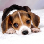 Beagle puppy 400.jpg