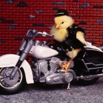 motoros csirke.jpg
