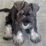 ding_mini_schnauzer_05.jpg