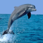delfin.jpg