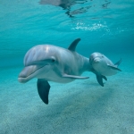 delfin1.jpg