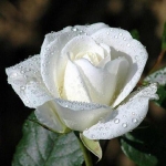 white-rose11258009938.jpg