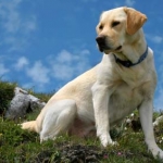 Labrador retriever