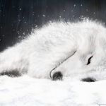 white-wolf-wolves-3582692-1024-768.jpg
