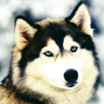 Farkasok005.jpg