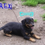 a kutyám rex (keverék)