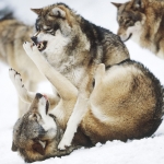 farkas_wolf.jpg