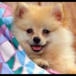 kutya_dog061.jpg