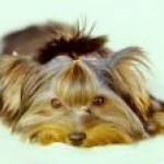 kutya_dog205.jpg