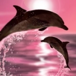 Pink twin dolphin.jpg