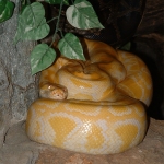 tigrispiton_2.jpg