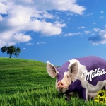 milka disznó.jpg