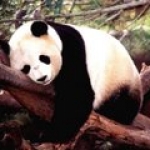 Panda.jpg