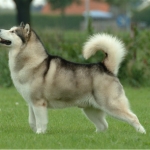alaskan_malamute.jpg