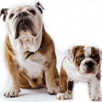 angol-bulldog.jpg