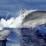 delfinek.jpg