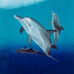 dolphins1.jpg