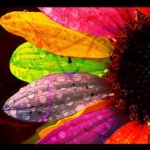 flower.jpg