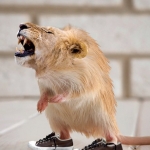 huhhaa