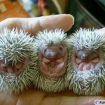 porcupine-babies.jpg